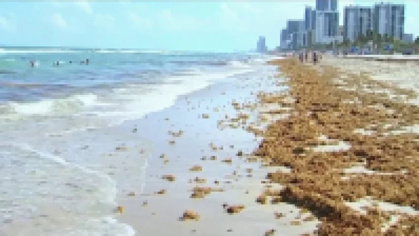 A beach scene with Seaweed all over it