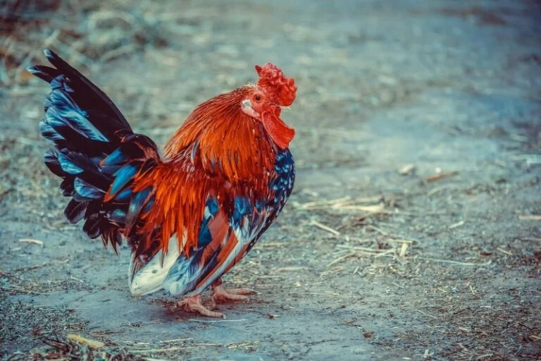 A chicken walking around in a field.