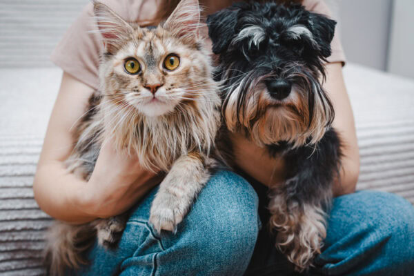 A cat and a dog sitting together on a person's lap, both looking at the camera.