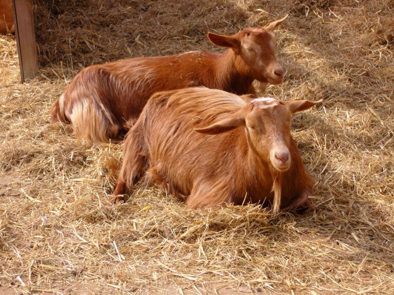 Two Goats laying down next to each other