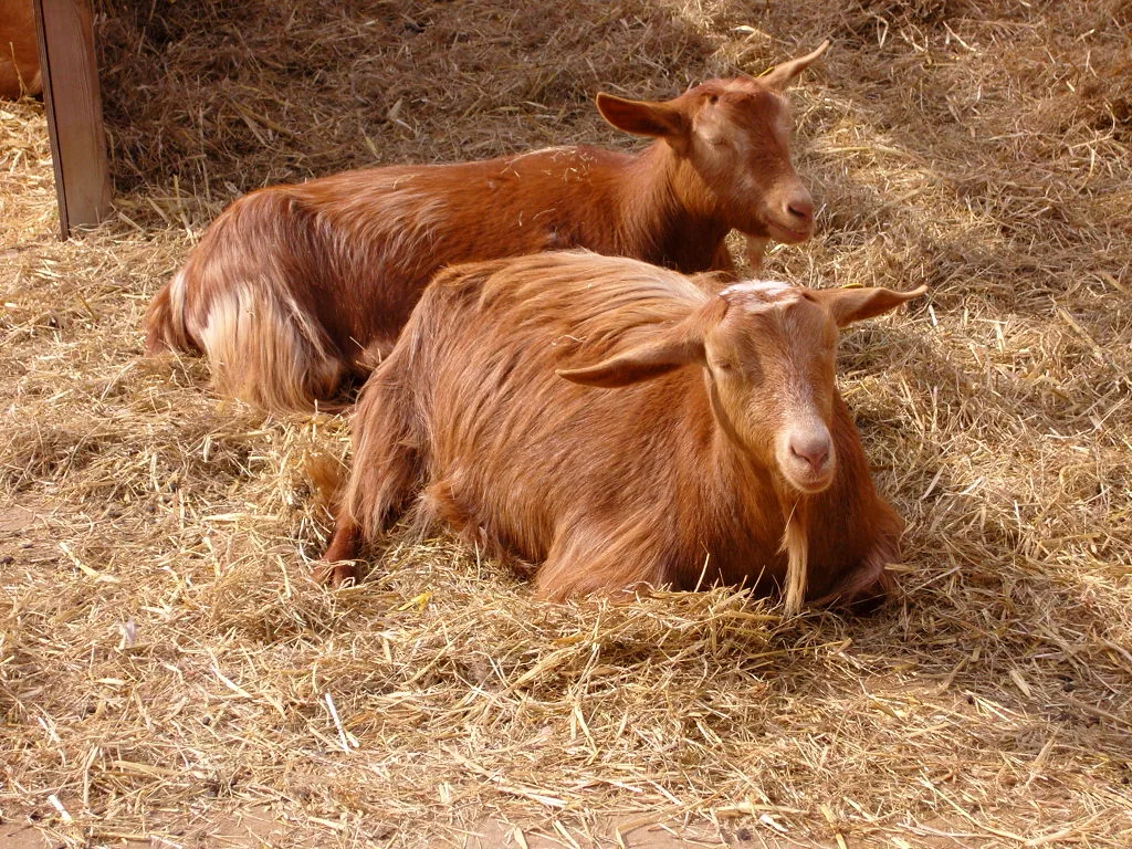 Two Goats laying down next to each other