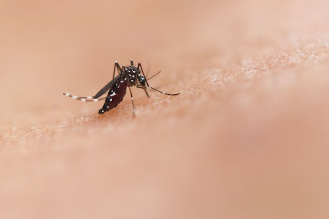 A mosquito on an arm