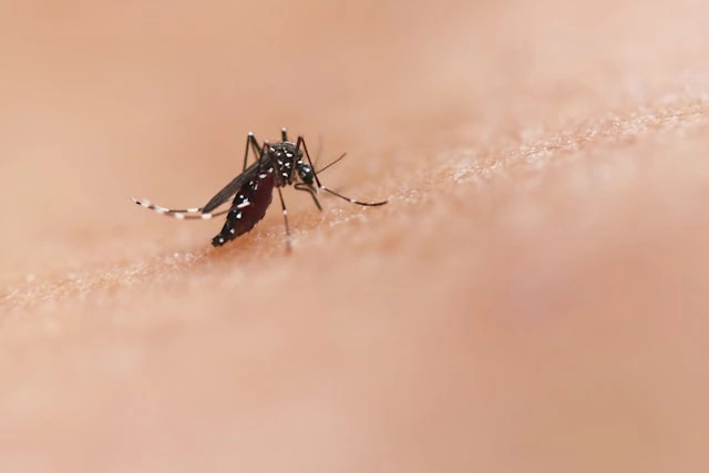 A mosquito on an arm