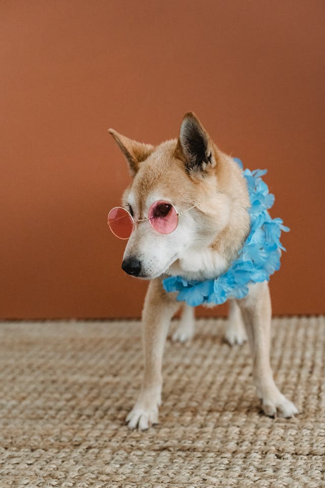 A dog wearing sunglasses